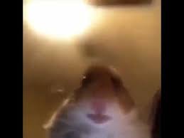 Weird Hamster Meme Youtube Funny Hamsters Hamster Cute Funny Animals