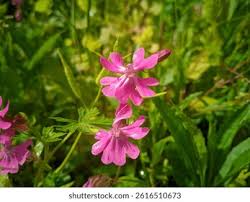 Image result for Caryophyllaceae