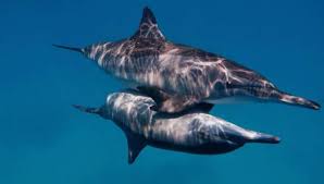 Il y a combien de temps que tu attends ? Comment Se Reproduisent Et Naissent Les Dauphins Accouplement Et Naissance
