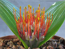 Image result for Daubenya