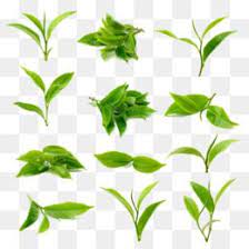 Leaves Png Leaves Transparent Clipart Free Download Watercolor Painting Sunlight Wallpaper Ink Watercolor Ba Green Leaf Tea Matcha Latte Green Tea Powder