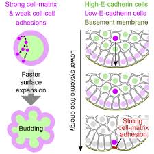 In general, long stretches of the plasma membranes of neighboring plant cells cannot touch one another because they are separated by the cell walls. Budding Epithelial Morphogenesis Driven By Cell Matrix Versus Cell Cell Adhesion Sciencedirect