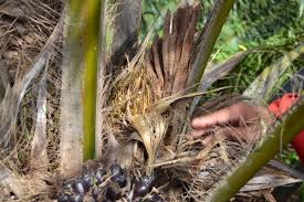 Bruning, oil palm, palm kernels, oil palm tree, palm oil leaf. Ladang Kelapa Sawit Family Jm 15