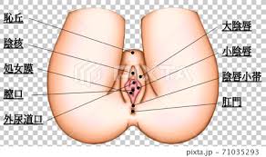 Anatomy of female pelvic area facebook twitter linkedin pinterest. Female Genital Groin Area Structure Illustration Stock Illustration 71035293 Pixta