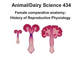 I thought i uploaded this last year! Female Comparative Anatomy History Of Reproductive Physiology Ppt Video Online Download