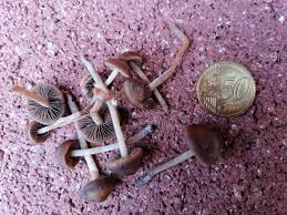 Unbekannte Wiesenpilze Kaninchen Meerschweinchen Pilze