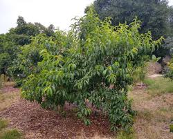 Do you know where you want to plant your new trees? How Much To Water A Fruit Tree In Southern California Roughly Greg Alder S Yard Posts Southern California Food Gardening