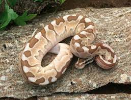 Best Price Ball Pythons For Sale Dynasty Reptiles Ball Python Pet Snake Ball Python Morphs