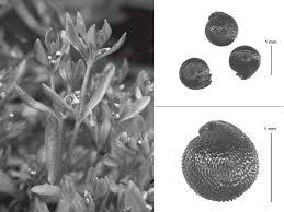 Image result for Montia fontana