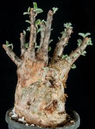 Image result for Sesamothamnus lugardii