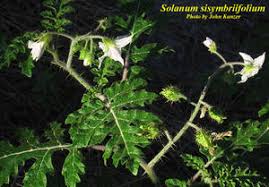 Image result for Solanum sisymbriifolium