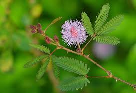 The inner root bark is handpicked, selected and prepared for sale. This Plant Literally Moves When You Touch It Mimosa Pudica