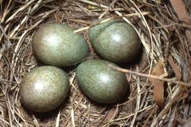 In europa ist die amsel der am weitesten verbreitete vertreter dieser familie und zugleich einer der bekanntesten vögel überhaupt. Wann Bruten Amseln Liste Aller Brutzeiten Gartenlexikon De