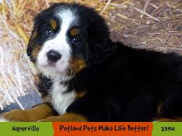 We are active members of the bernese mountain dog club of america, bernese mountain dog club of northeastern illinois, and bernese mountain dog club of southeastern wisconsin. Bernese Mountain Dog Puppies Petland Pets Puppies Chicago Illinois