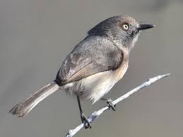 Image result for Newtonia