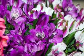 Colors of the alstroemeria flower. Alstroemeria Flowers Background Peruvian Lily Of Different Colors Stock Photo Picture And Royalty Free Image Image 67482543