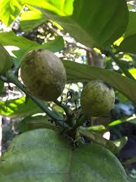 Image result for Oxyanthus speciosus