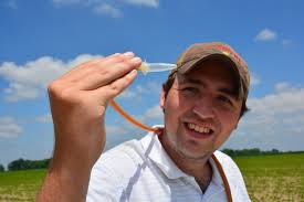 Seed treatments lose punch against thrips