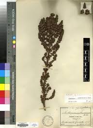 Image result for Anthospermum usambarense