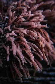 Image result for Stemonitis splendens