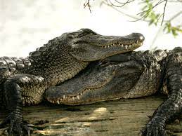 Крокодильи песни о любви | Пикабу