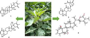 Image result for Discopodium penninervium