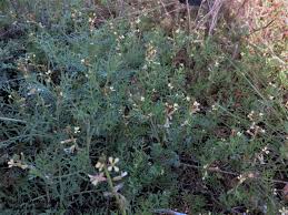 Image result for Carrichtera annua