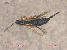 Image result for Pimpinella ledermannii