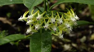 Image result for hoya multiflora