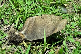 Image result for Centrolobium