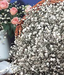 Learn About Baby S Breath