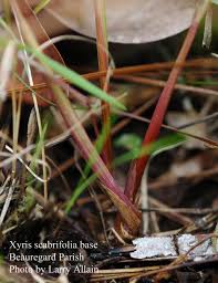 Image result for Xyris parvula