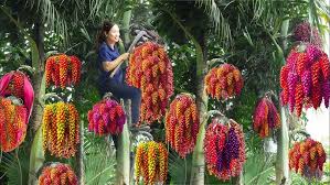 Image result for Caryota urens