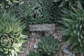 Image result for Aloe bicomitum
