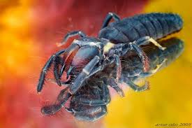 The average life span is camel spiders move approximately ten miles per hour. Amanda Huggenkiss Shop Redbubble Spider Cute Small Animals Pet Spider