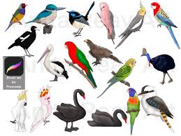 Procreate Stamps 18 Birds for Use