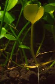 Image result for Marsilea apposita