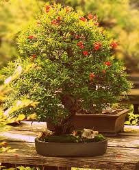 The most popular fruiting bonsai trees are the crabapple, several citrus varieties, olive trees and the pomegranate. Dwarf Pomegranate Bonsai Bonsai Tree Indoor Bonsai Tree Bonsai Fruit Tree