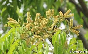 Image result for Erythrophleum