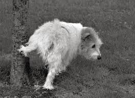 Painful And Frequent Urination In Dogs Causes Of Kidney Disease Nephrolithiasis Kidney Stones