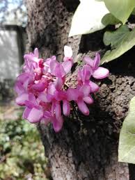 Scarica questo foto gratis su rami cute albero con fiori rosa e scopri oltre 6 milioni di foto d'archivio professionali su freepik. Orto Botanico Di Bologna On Twitter I Fiori Rosa Dell Albero Di Giuda Cercis Siliquastrum Compaiono Sui Rami Prima Delle Sue Foglie Ma Possono Crescere Anche Direttamente Sul Tronco Ortobotanicobo Bologna Https T Co 7nixyrhrgt