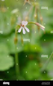 Image result for Pelargonium alchemilloides