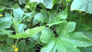 Treatment For White Spots Or Powdery Mildew On Cucumber Squash Plants The Rusted Garden 2013 Youtube