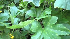 These little pests look like fat, white worms with brown heads, but you'll only spot them if you slice open an infested vine. Treatment For White Spots Or Powdery Mildew On Cucumber Squash Plants The Rusted Garden 2013 Youtube