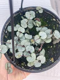 Image result for Ceropegia stenifolia