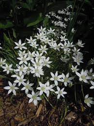 Check spelling or type a new query. Small White Garden Flower With Bulbs Flowers Forums