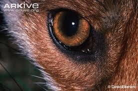 Red Fox Photo Fox Eyes Red Fox Pictures Red Fox