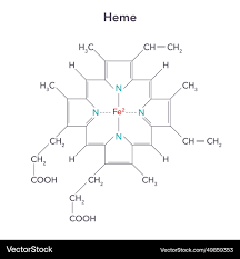 Image result for Heme