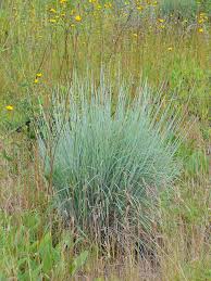Image result for Schizachyrium