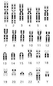 Karyotype Sheets Life Science Biology Science Activities